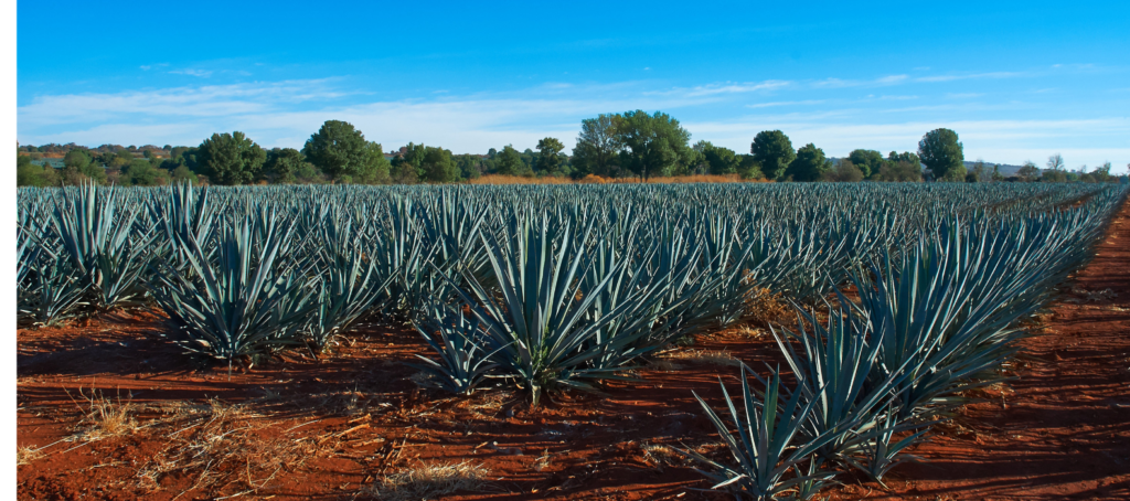 cultivo agave campo agave espadin