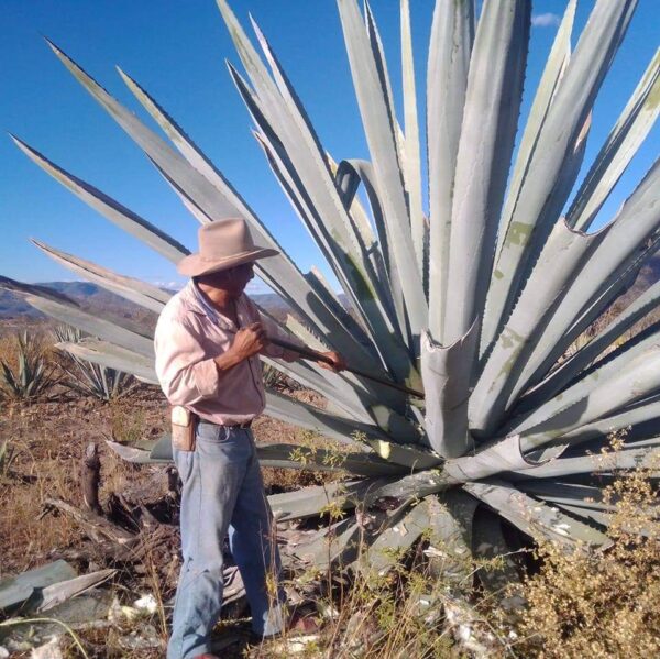 Semilla de Maguey Arroqueño (Agave americana var. Oaxacensis) - 100 gramos