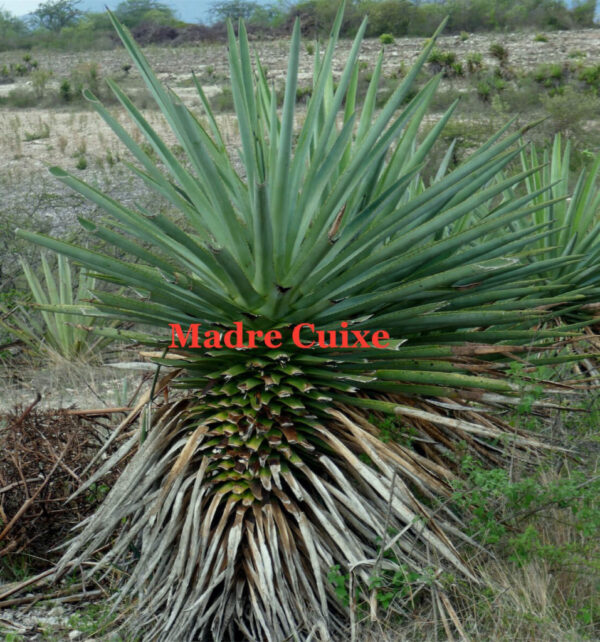 Semilla de Agave Madre Cuishe (Agave karwinskii) - 100 gramos