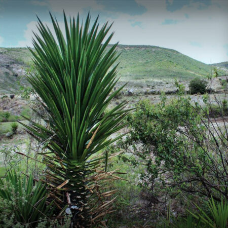 agave maguey cushie