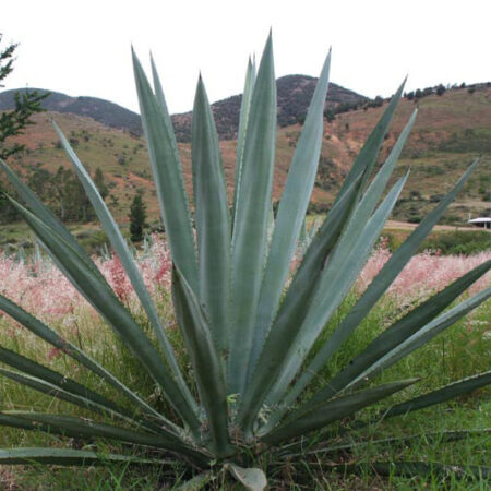 agave espadin angustifola haw