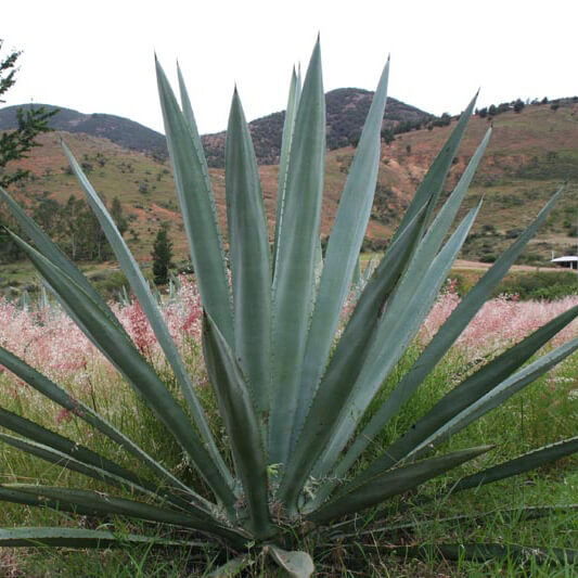 Semilla de Agave Espadín (Agave angustifolia) - 100 gramos