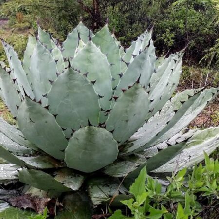 maguey papalomets