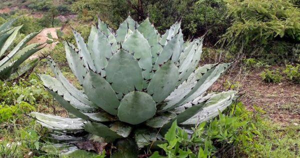 Semilla de Agave Papalometl (Agave potatorum) - 100 gramos