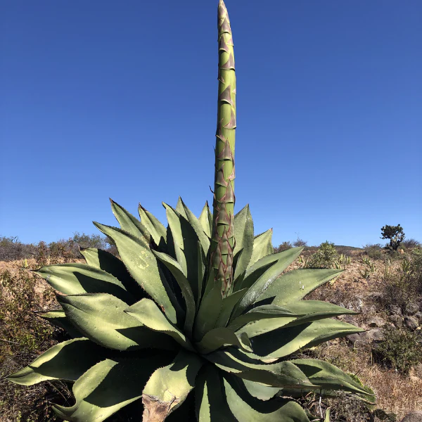 Semillas de Maguey Tepeztate (Agave marmorata) - 100 Gramos