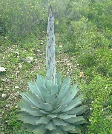 Semillas de Maguey Tobalá (Agave potatorum)