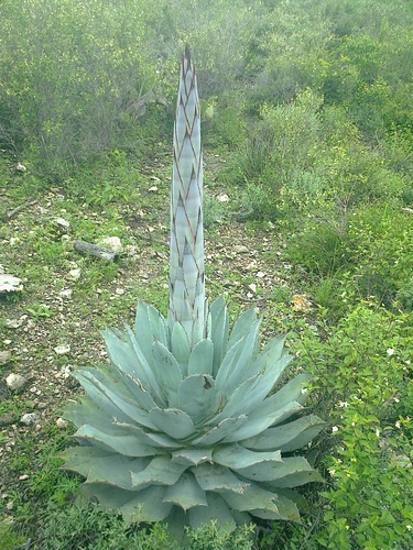 Semillas de Maguey Tobalá (Agave potatorum) - 100g