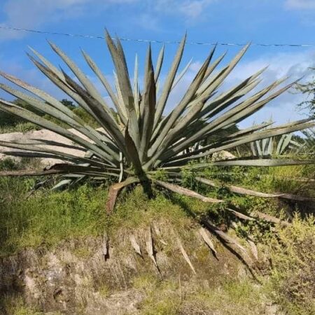 MAguey sierra negra semilla