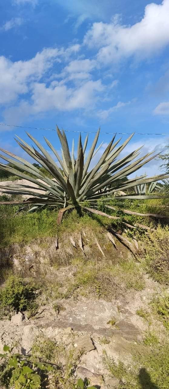 Semilla de Agave Sierra Negra (Agave americana var. Oaxacensis) - 100 gramos